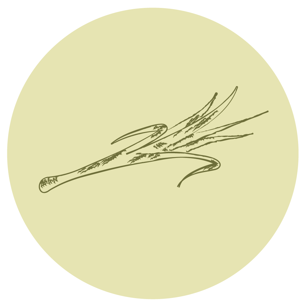 Capim-cidreira