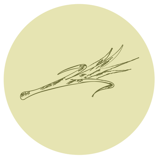 Capim-cidreira